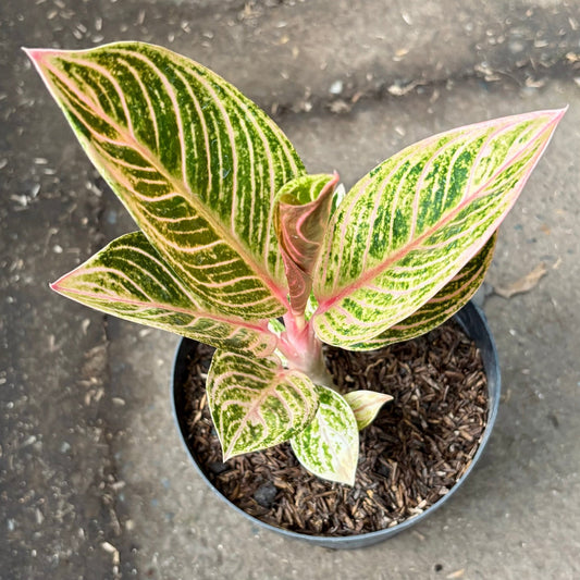 Aglaonema Sumatra - Vivero Florecer
