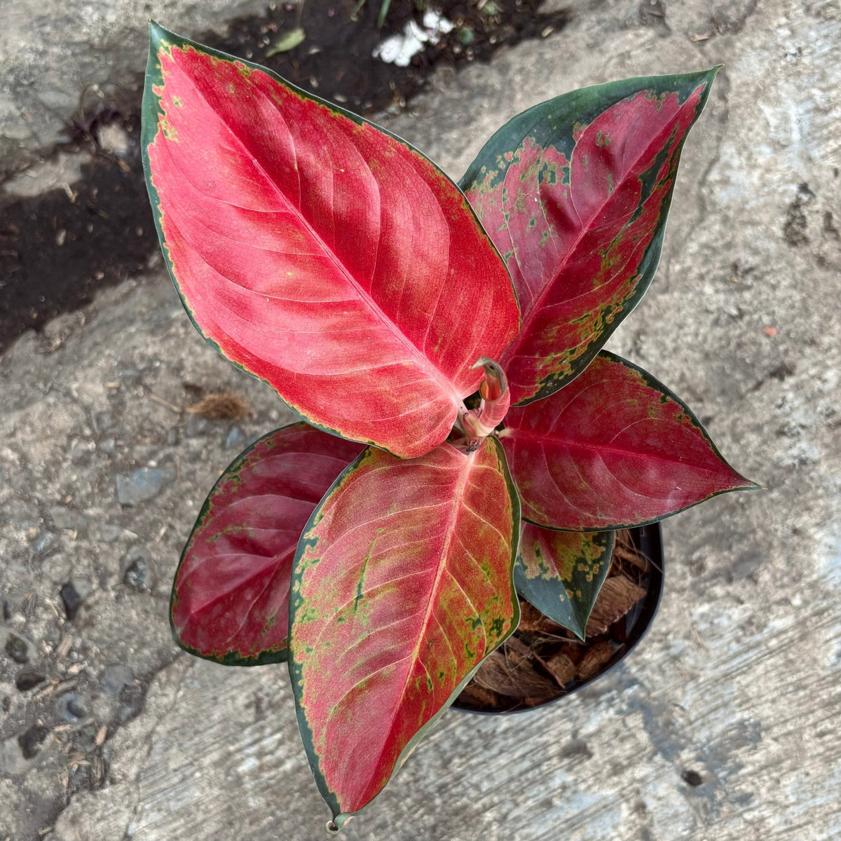 Aglaonema Thailand Red - Vivero Florecer