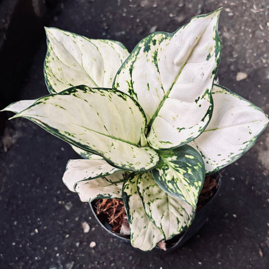 Aglaonema White Joy - Vivero Florecer