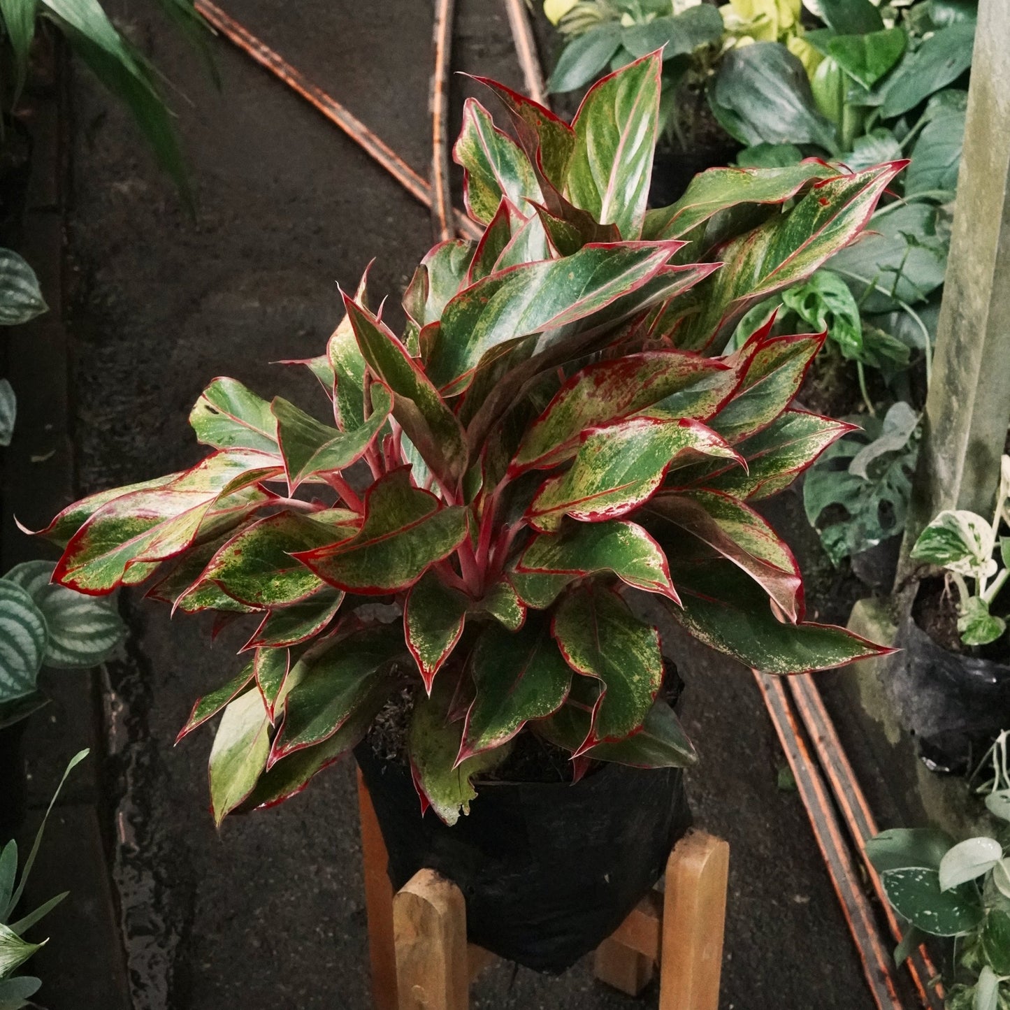 Agloanema Creta - Vivero Florecer
