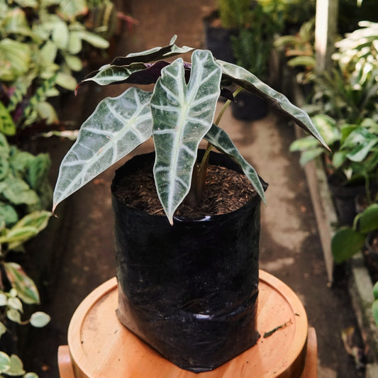 Alocasia Amazónica - Vivero Florecer