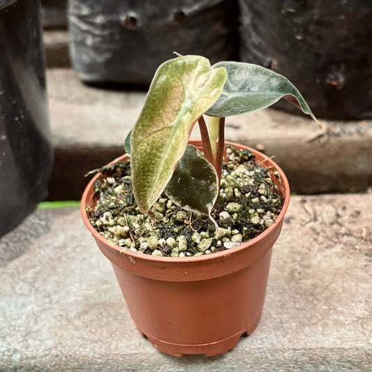 Alocasia Amazonica Pink Mint Variegada - Vivero Florecer