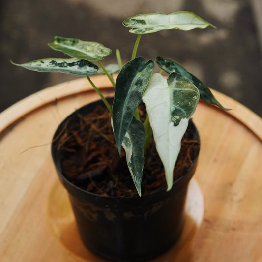 Alocasia Bambino Albo Variegada - Vivero Florecer