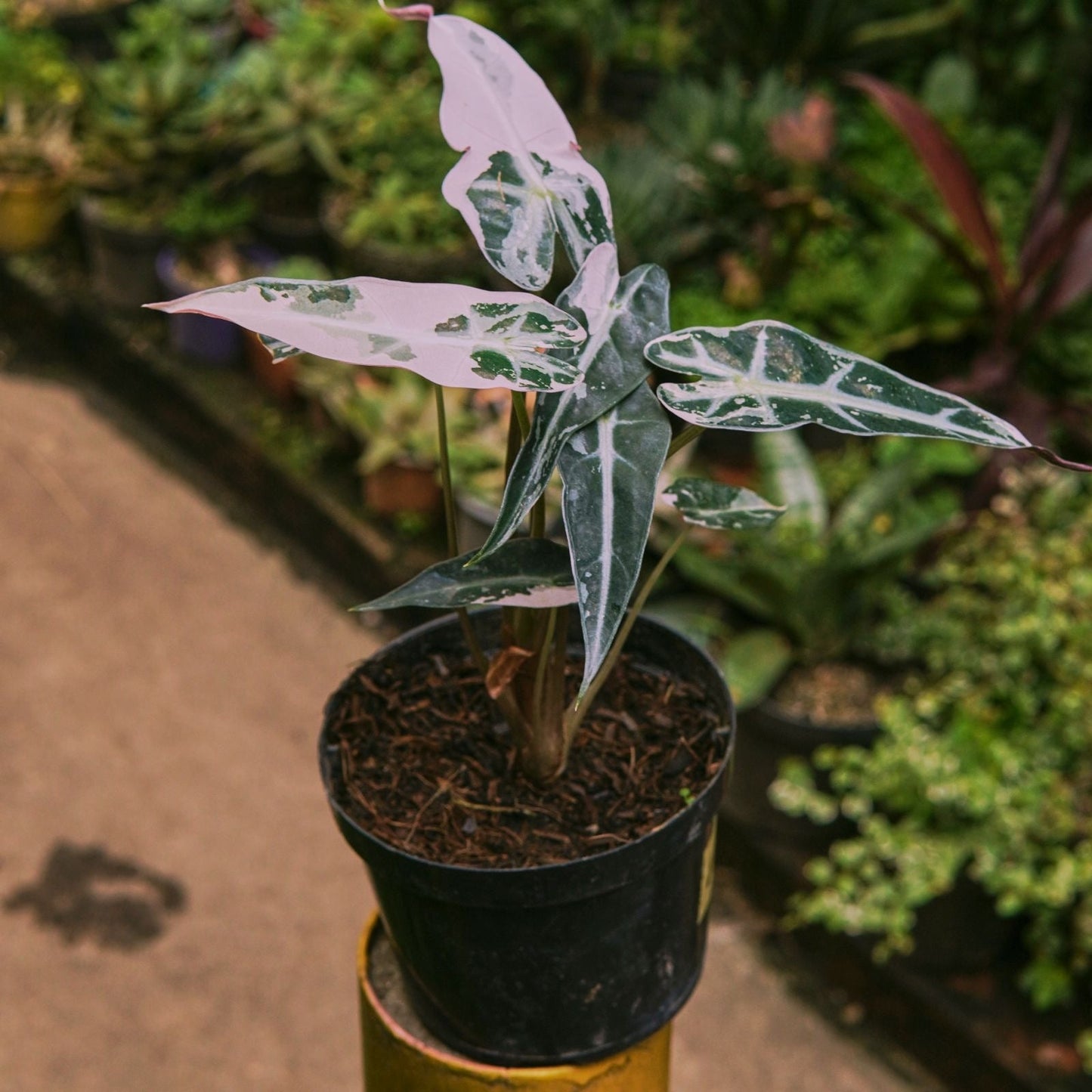 Alocasia Bambino Pink Variegada - Vivero Florecer