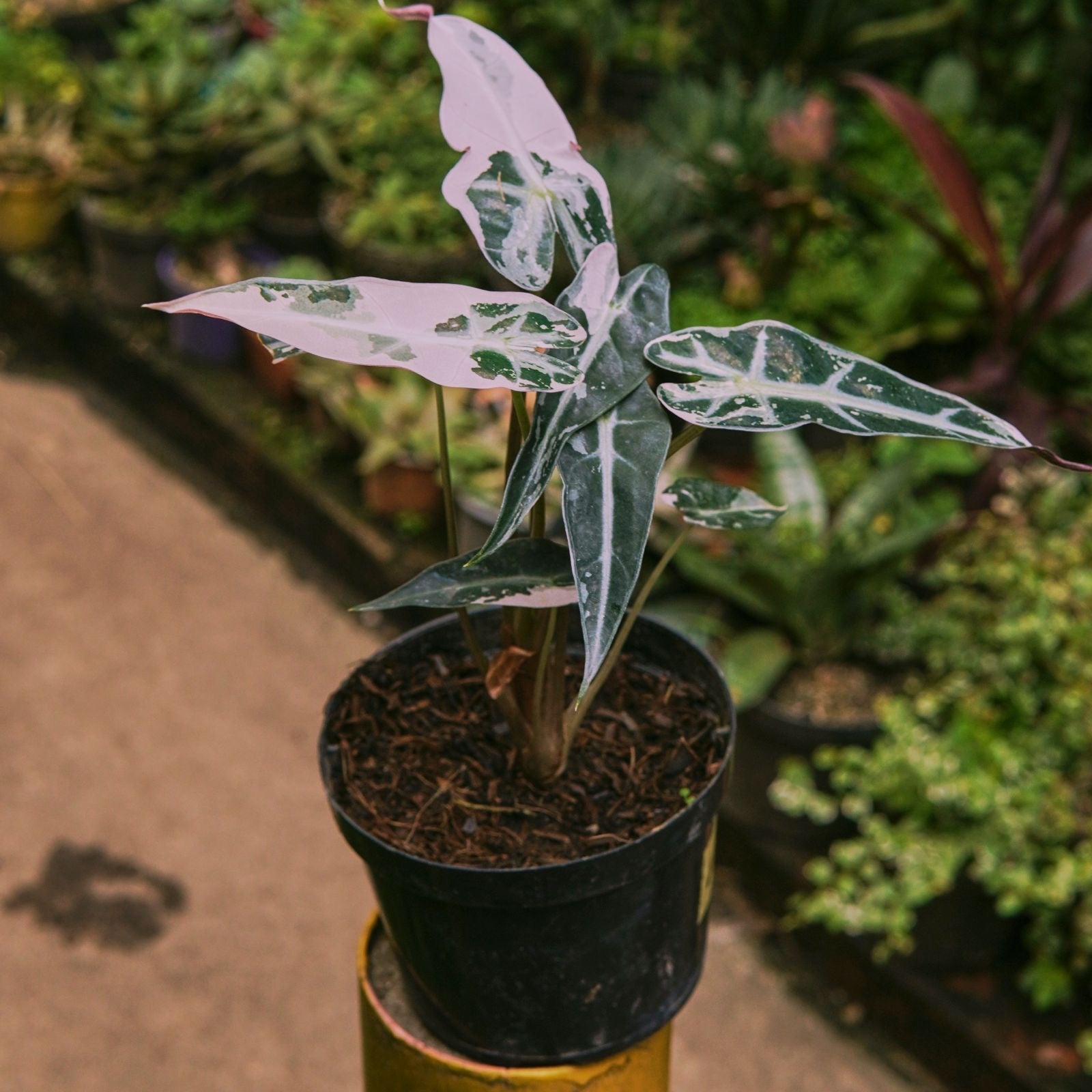 Alocasia Bambino Pink Variegada - Vivero Florecer