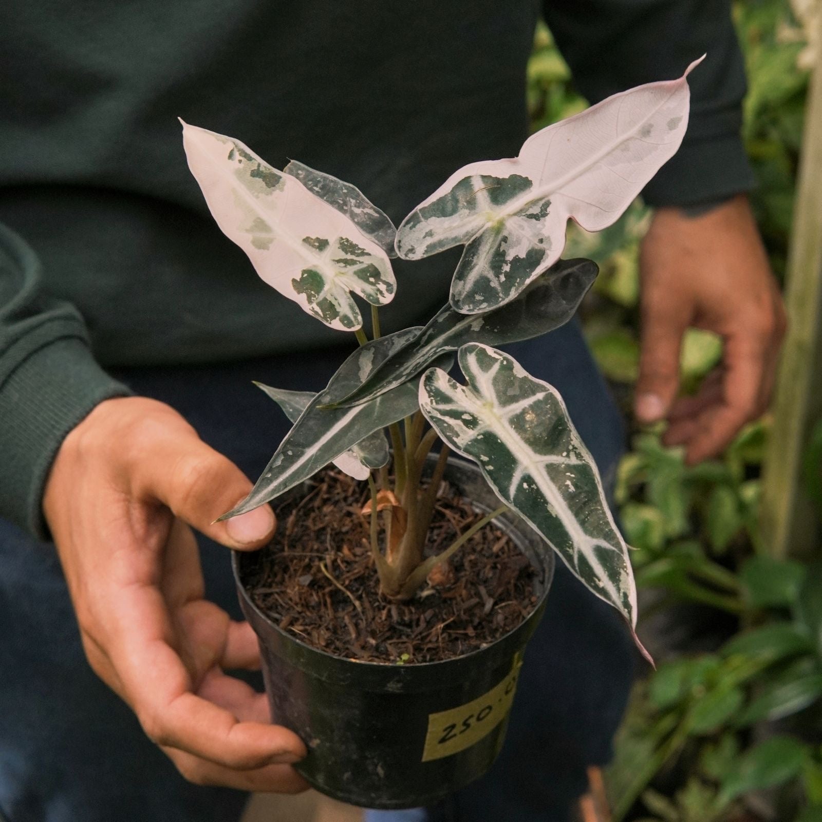 Alocasia Bambino Pink Variegada - Vivero Florecer