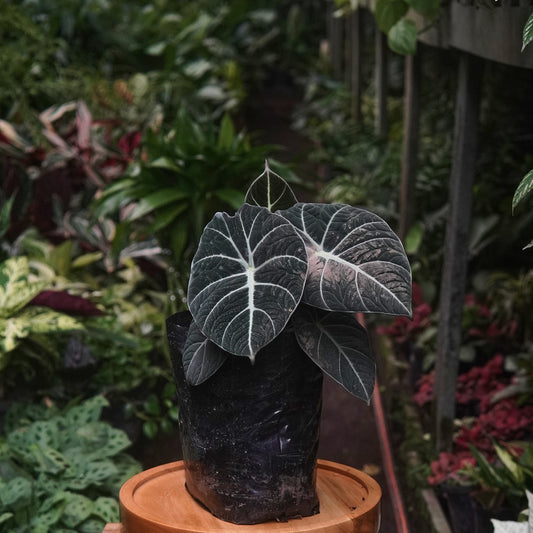 Alocasia Black Velvet (Grande) - Vivero Florecer