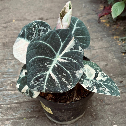 Alocasia Black Velvet Variegada - Vivero Florecer