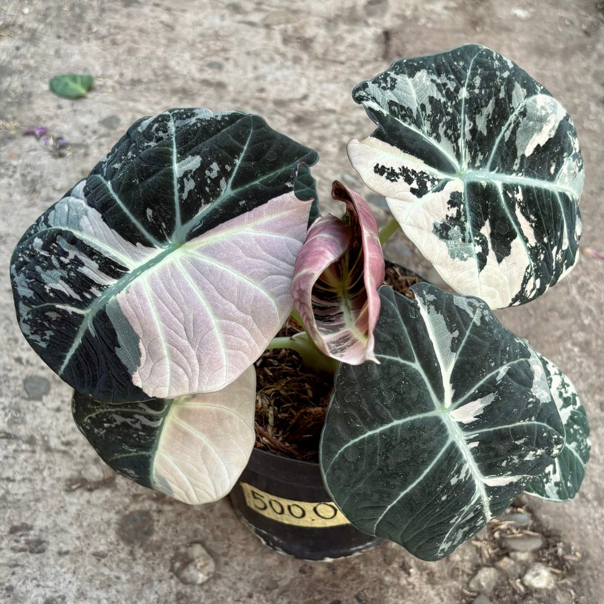 Alocasia Black Velvet Variegada - Vivero Florecer