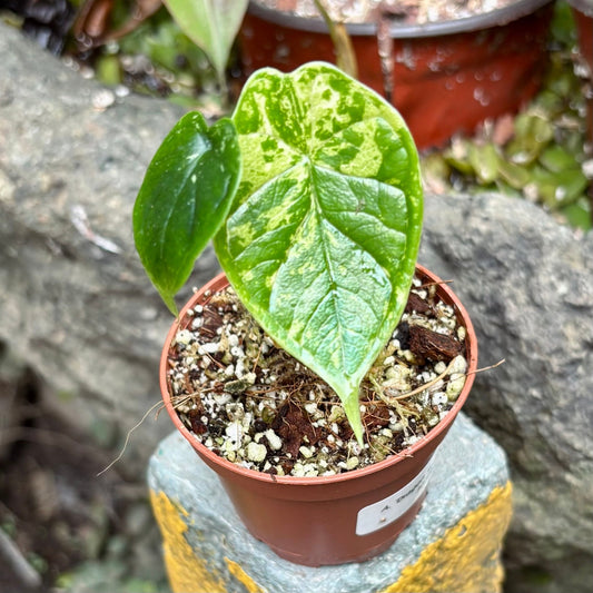 Alocasia Dragon Scale Mint Variegada - Vivero Florecer
