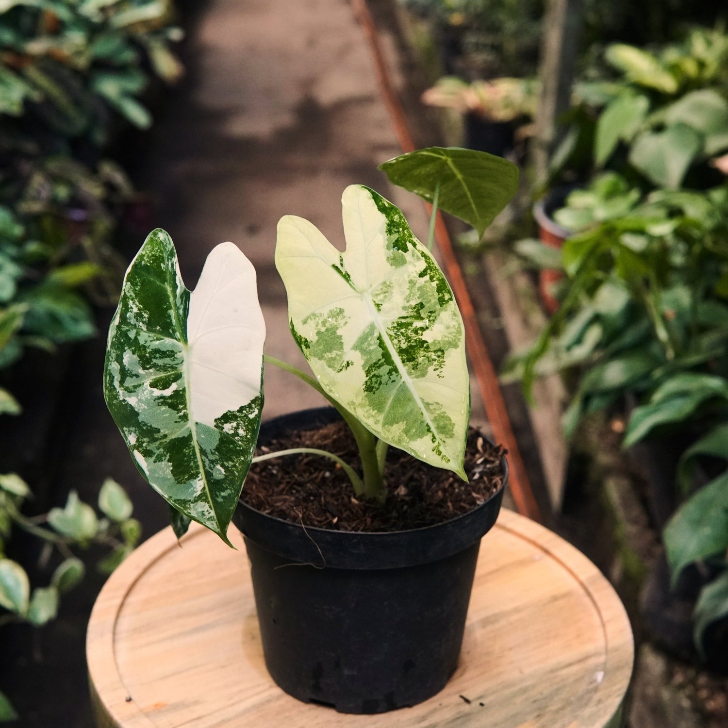 Alocasia Frydek Variegada - Vivero Florecer
