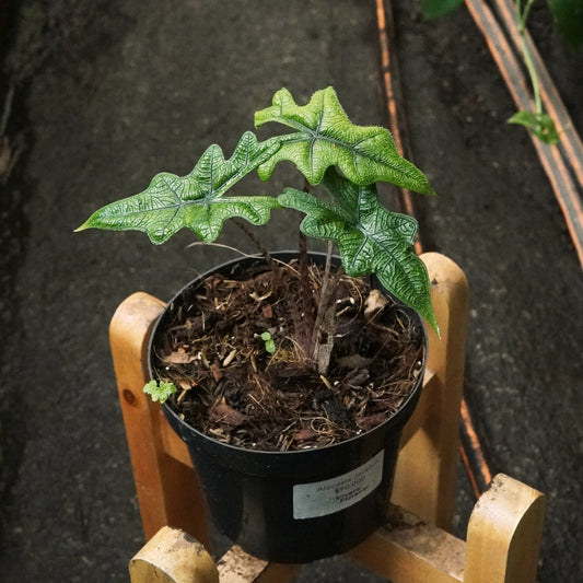 Alocasia Jacklyn - Vivero Florecer