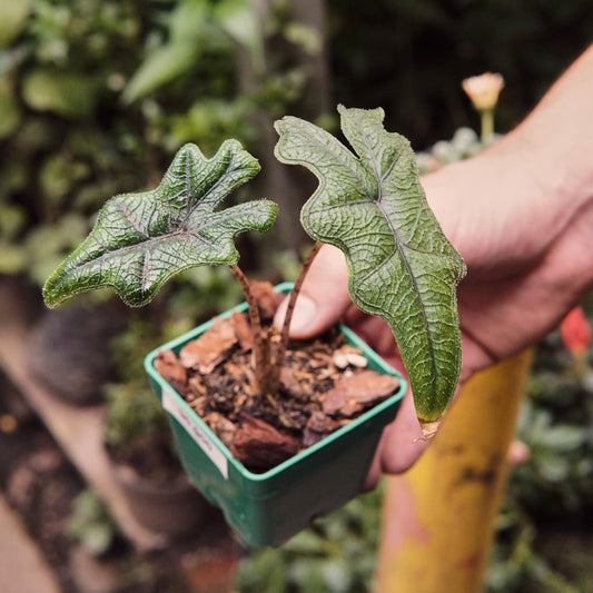 Alocasia Jacklyn Pequeña - Vivero Florecer