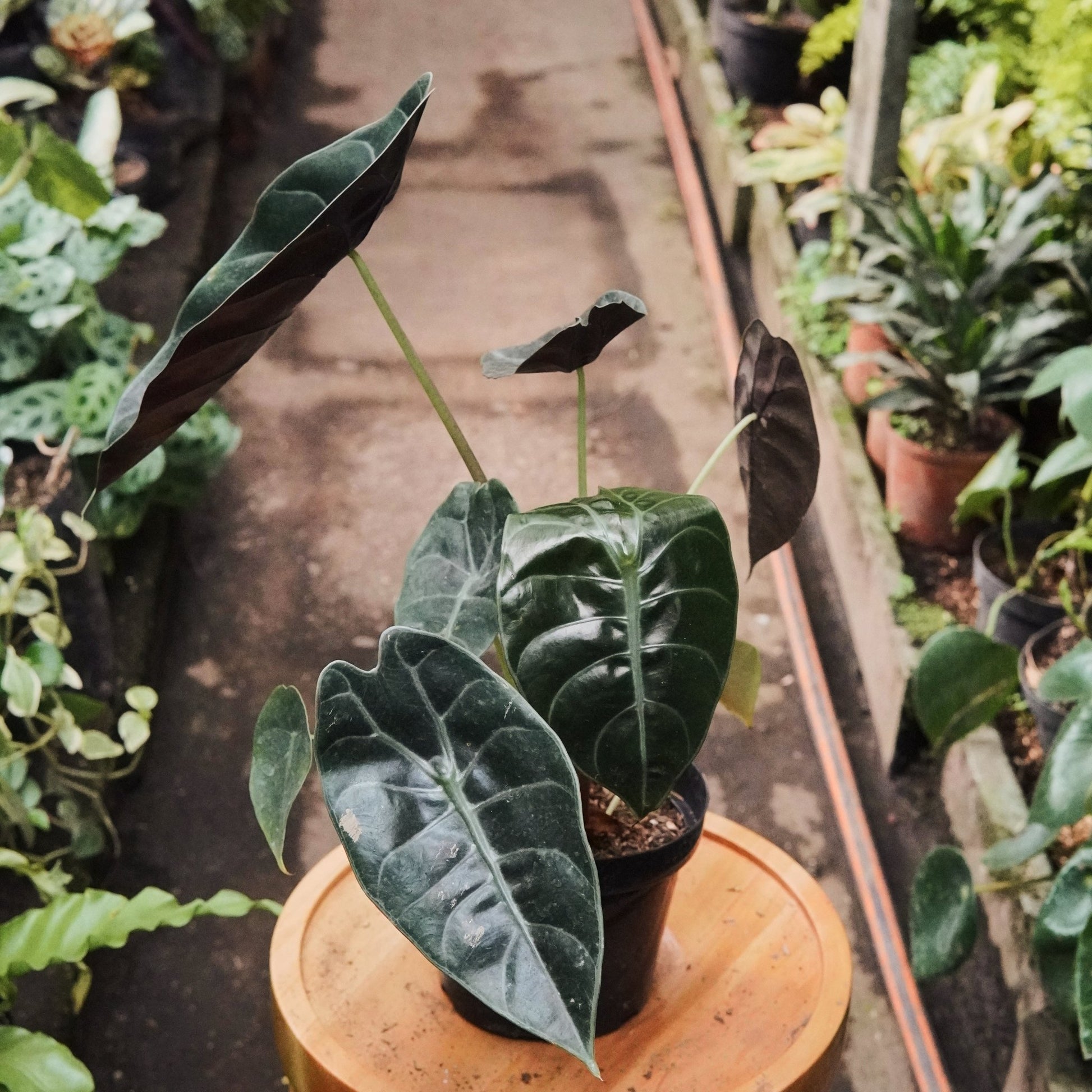 Alocasia Longiloba - Vivero Florecer