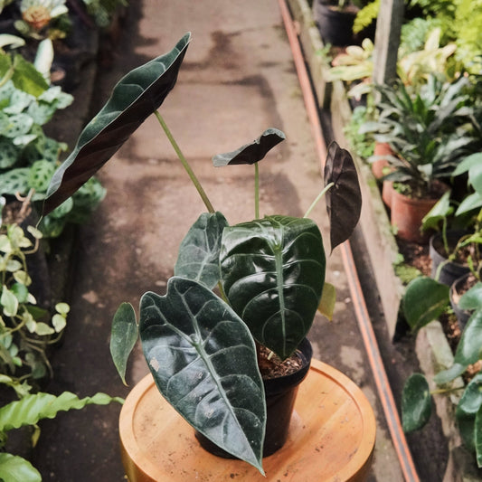 Alocasia Longiloba - Vivero Florecer