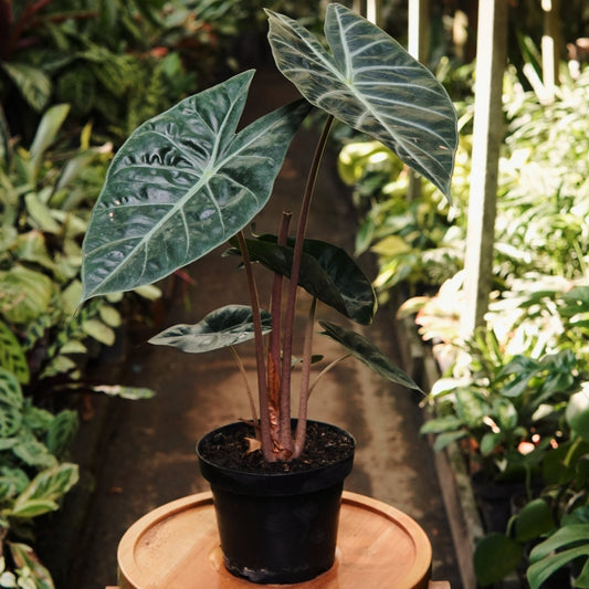 Alocasia Longiloba Pink Dragon - Vivero Florecer