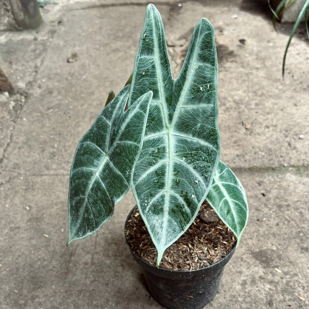 Alocasia Longiloba Silver - Vivero Florecer