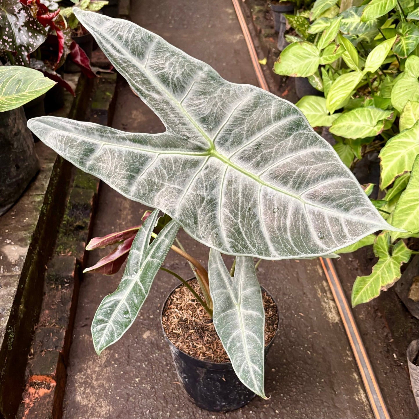Alocasia Longiloba Silver - Vivero Florecer