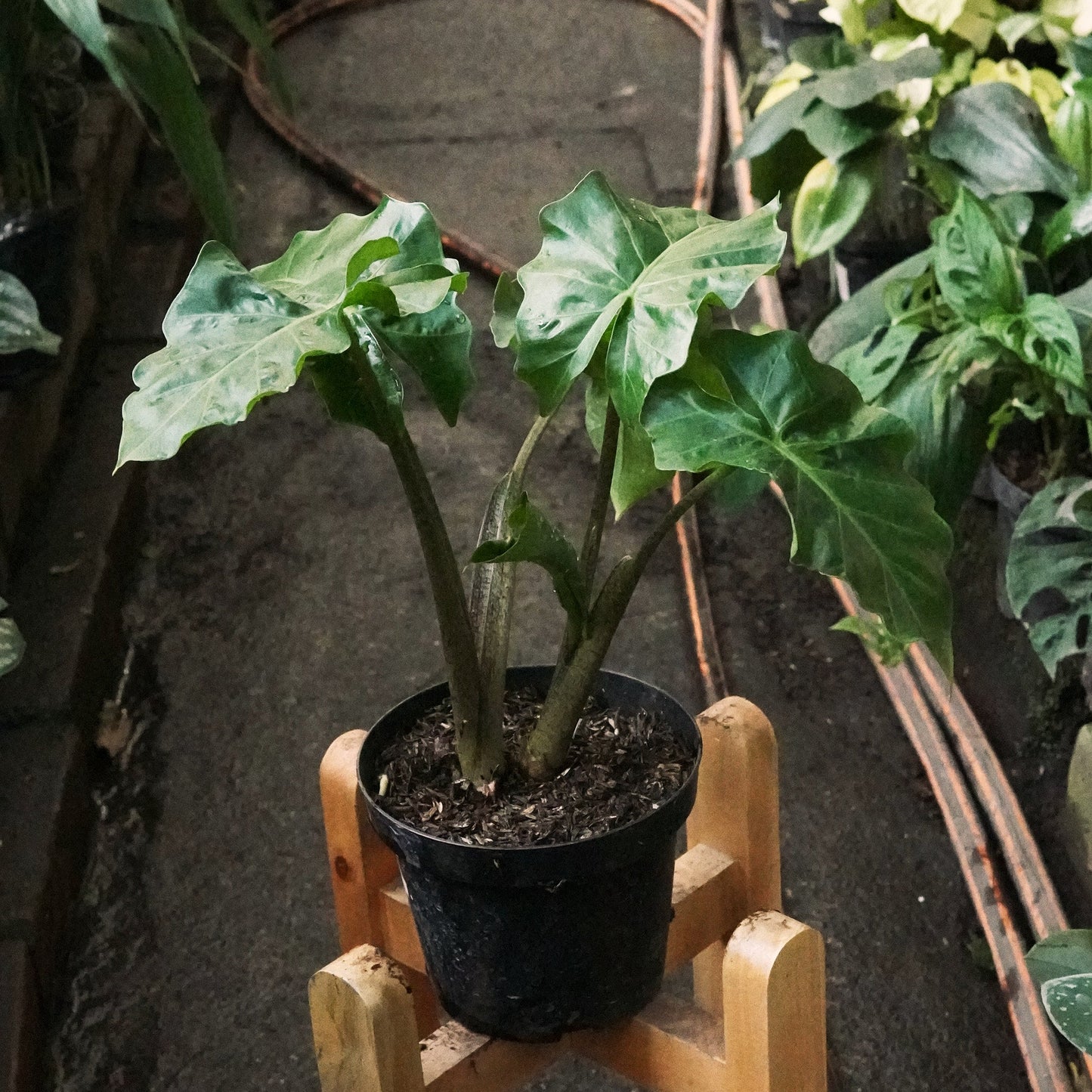 Alocasia Low Rider - Vivero Florecer