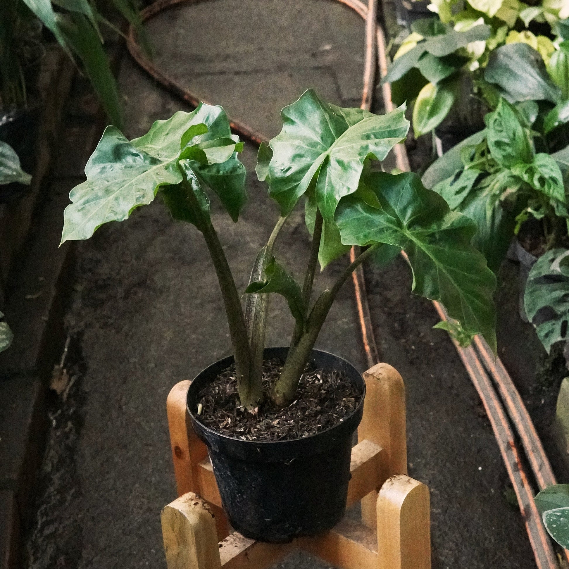 Alocasia Low Rider - Vivero Florecer