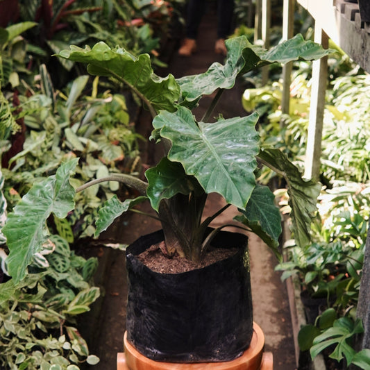Alocasia Low Rider - Vivero Florecer