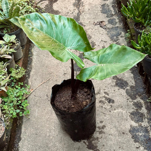 Alocasia Macrorrhiza Black Stem - Vivero Florecer
