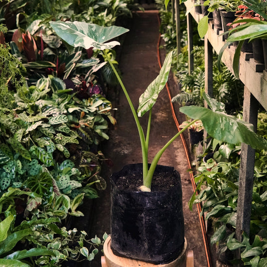 Alocasia Macrorrhiza Variegada - Vivero Florecer