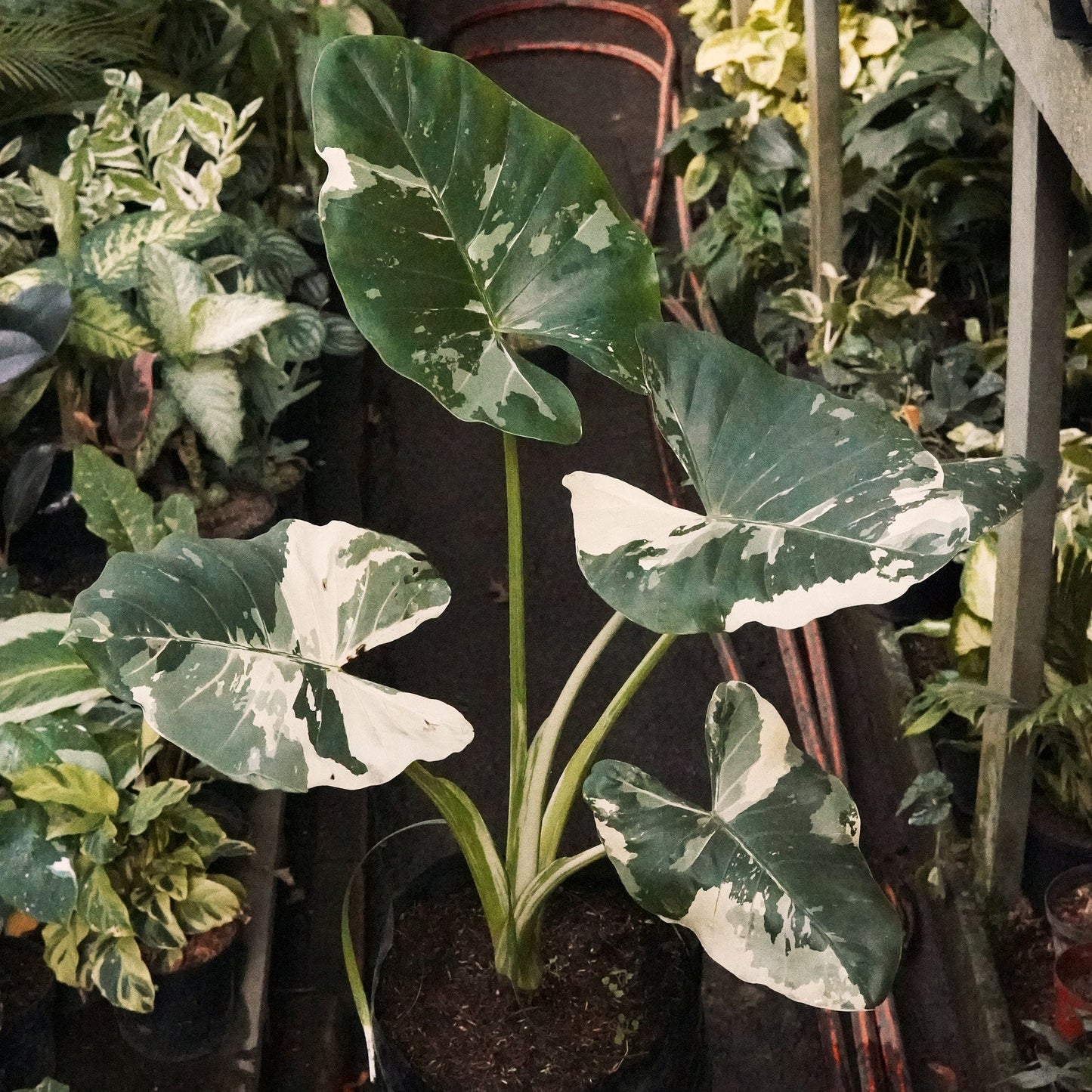 Alocasia Macrorrhiza Variegada - Vivero Florecer