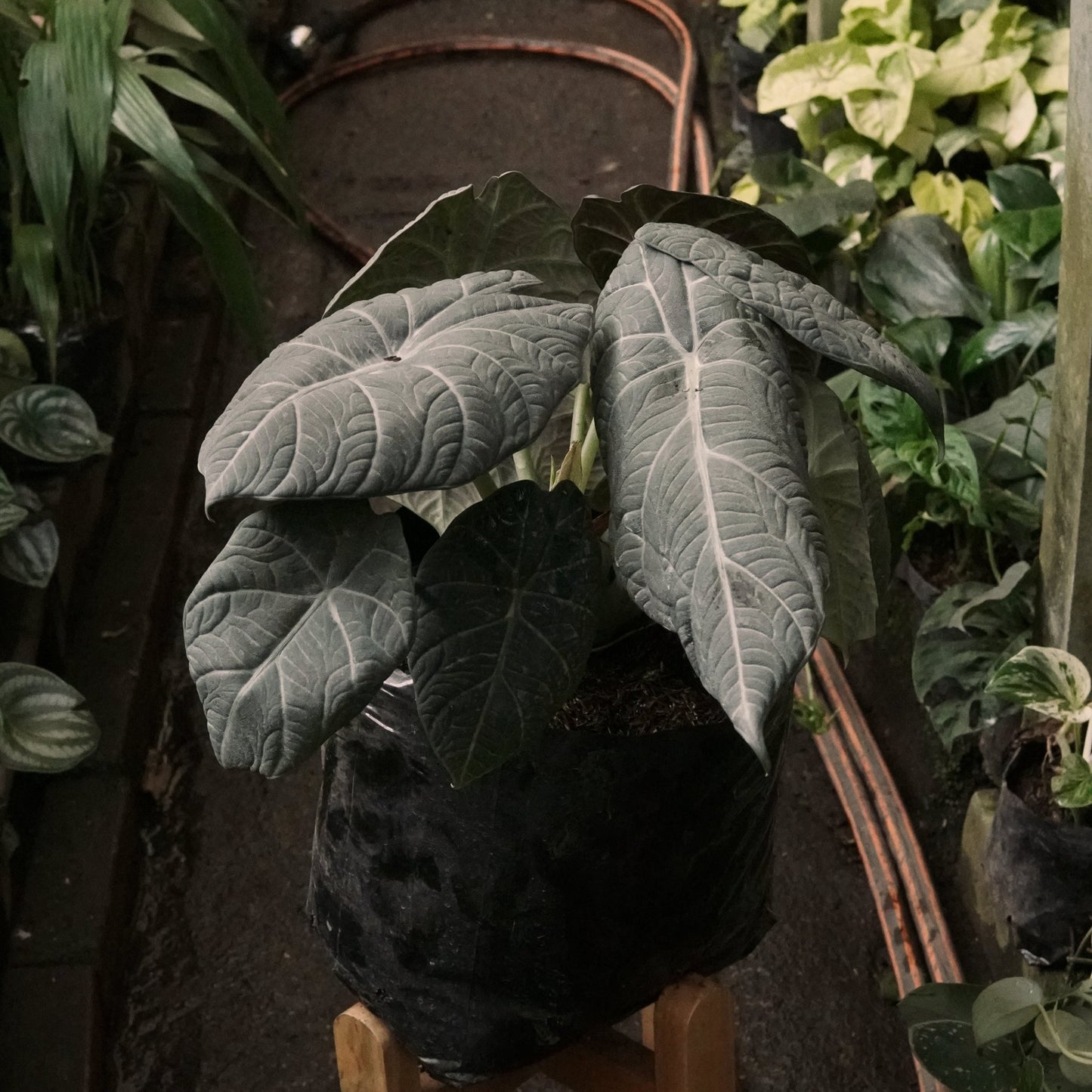 Alocasia Maharani - Vivero Florecer