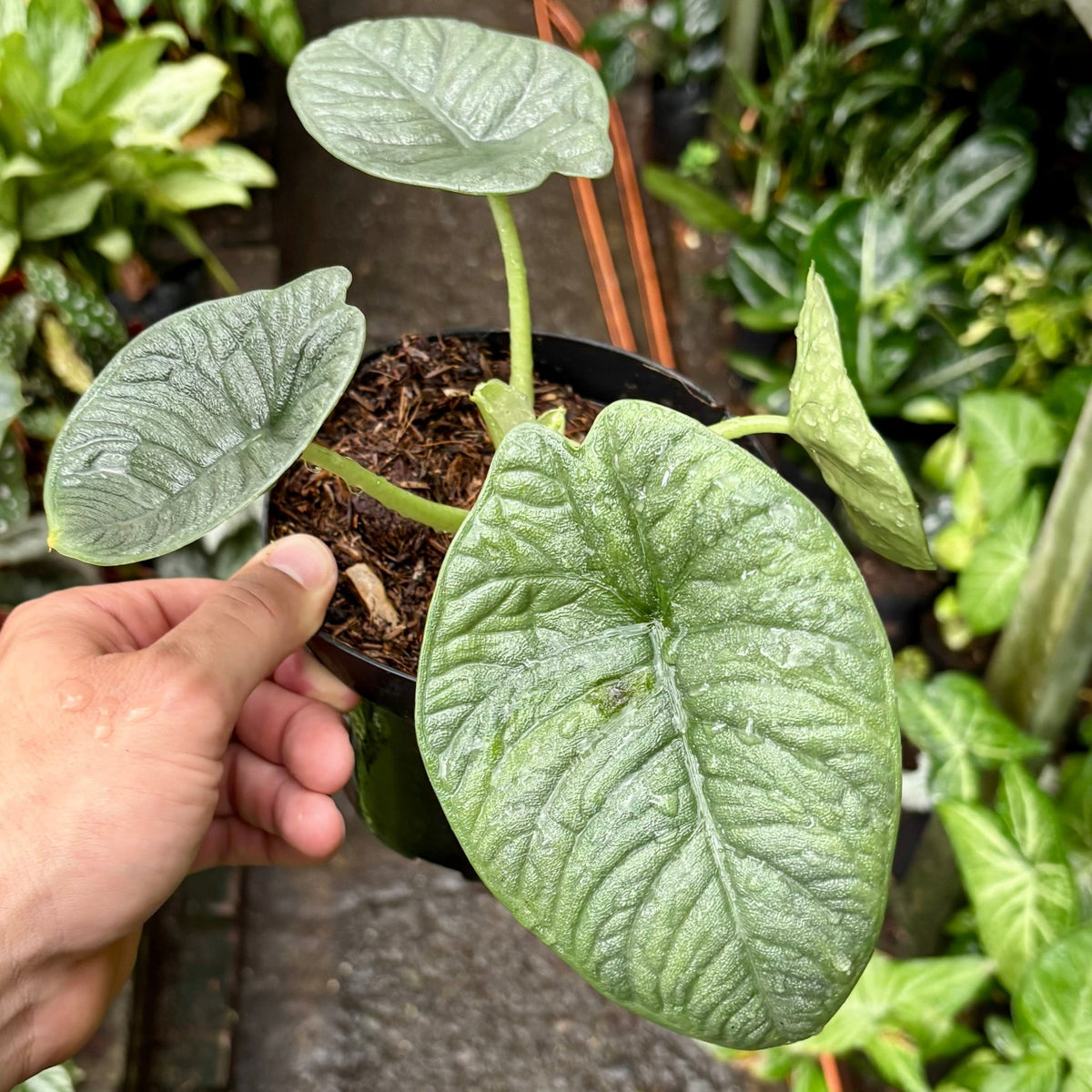 Alocasia Melo - Vivero Florecer