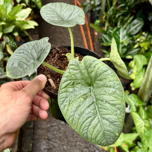 Alocasia Melo - Vivero Florecer