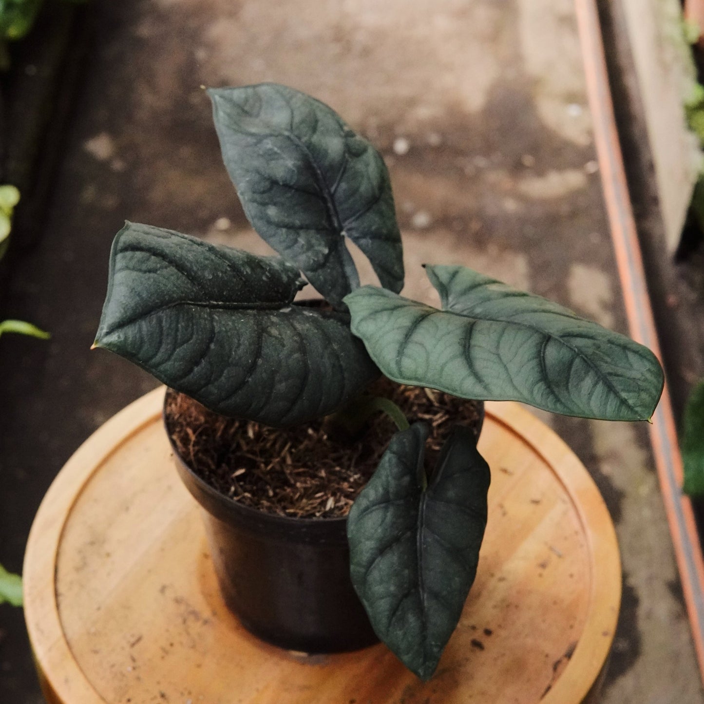 Alocasia Nebula - Vivero Florecer