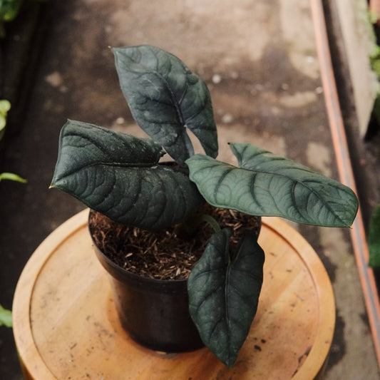 Alocasia Nebula - Vivero Florecer