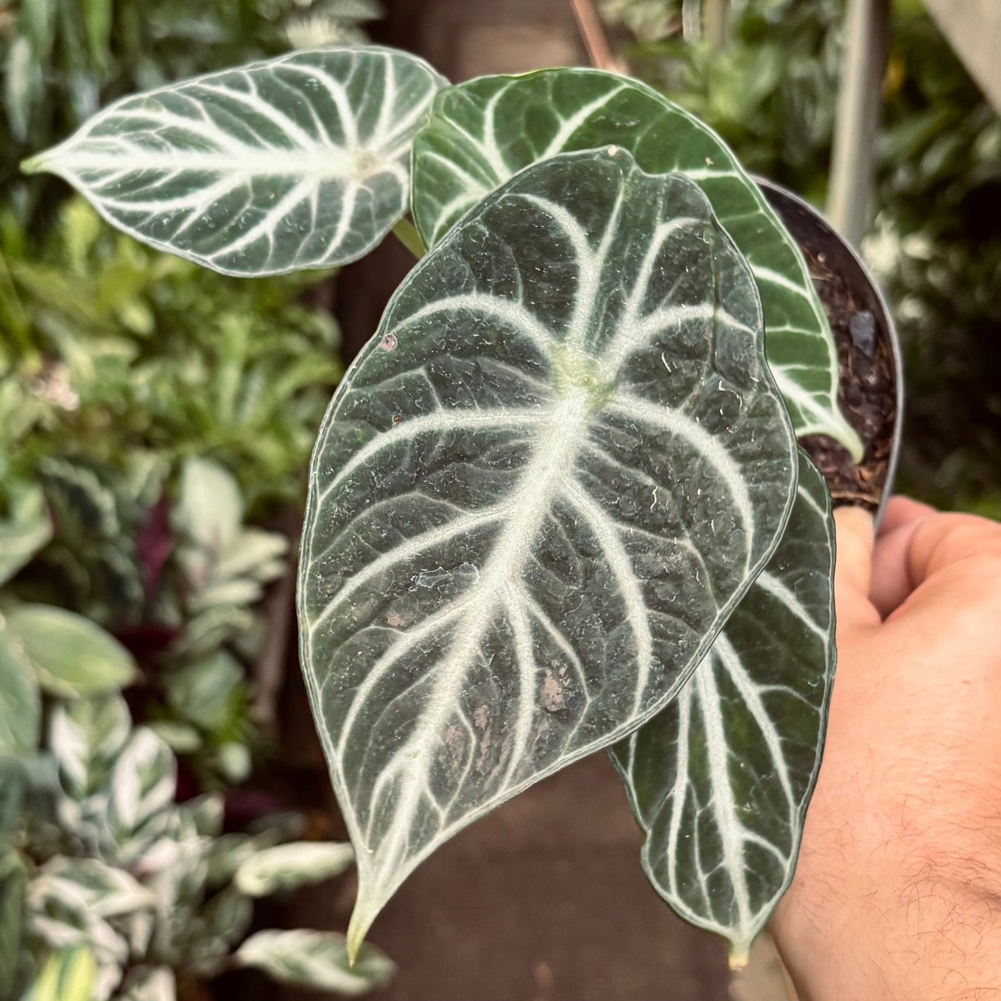 Alocasia Ninja - Vivero Florecer