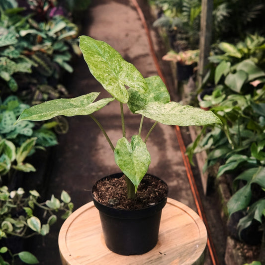 Alocasia Odora Variegada - Vivero Florecer