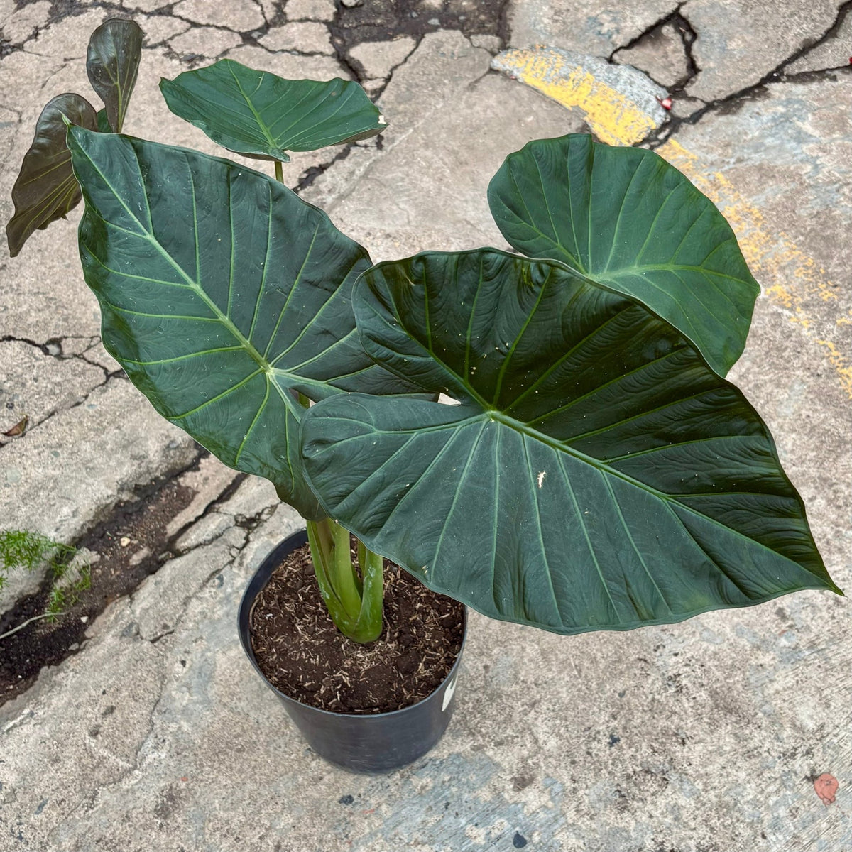 Alocasia Regal Shield - Vivero Florecer