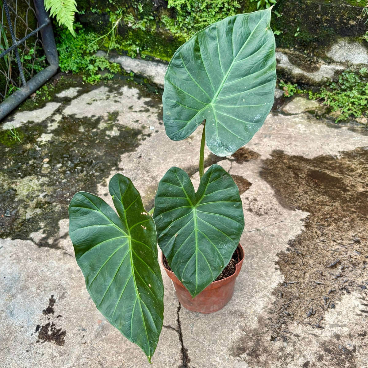 Alocasia Regal Shield - Vivero Florecer