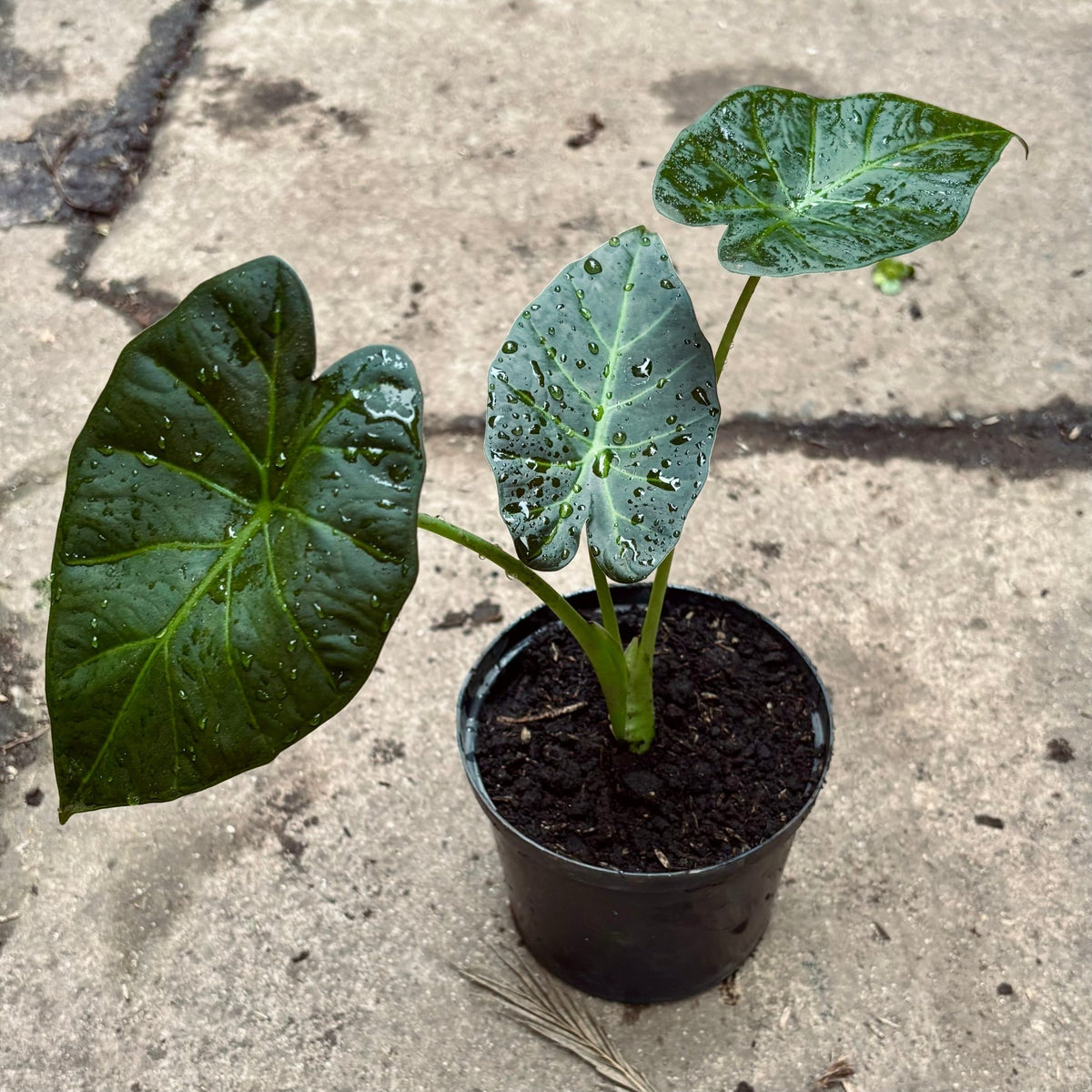 Alocasia Regal Shield - Vivero Florecer