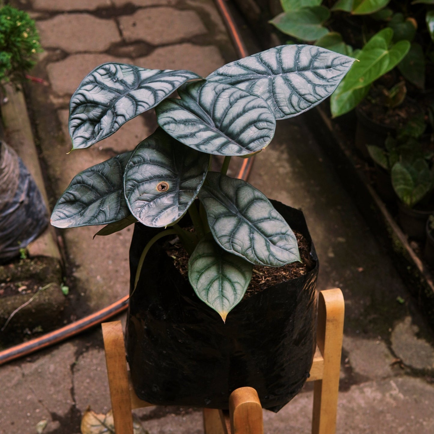 Alocasia Silver Dragon - Vivero Florecer