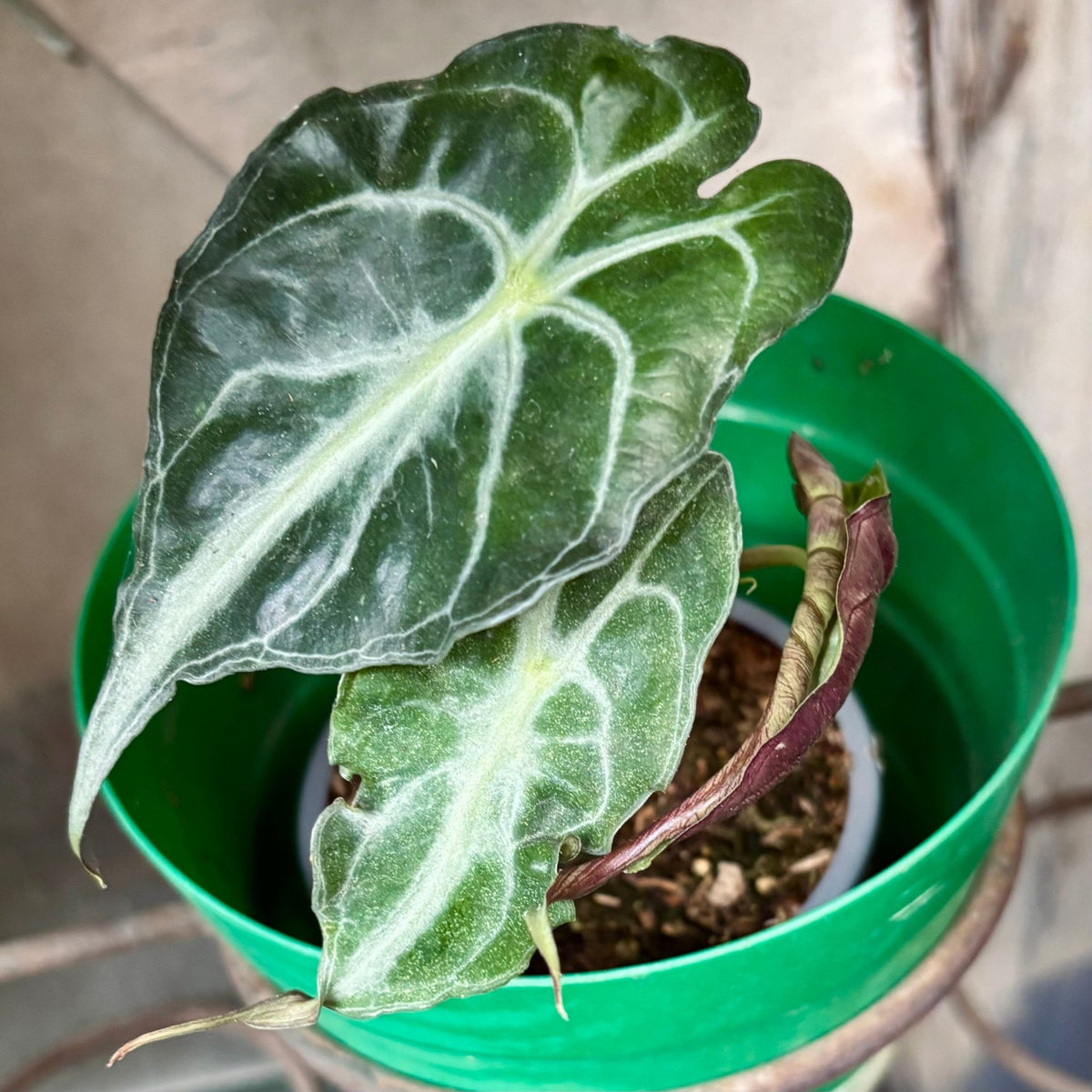 Alocasia Venom - Vivero Florecer