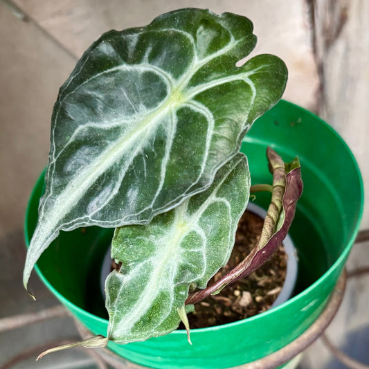 Alocasia Venom - Vivero Florecer