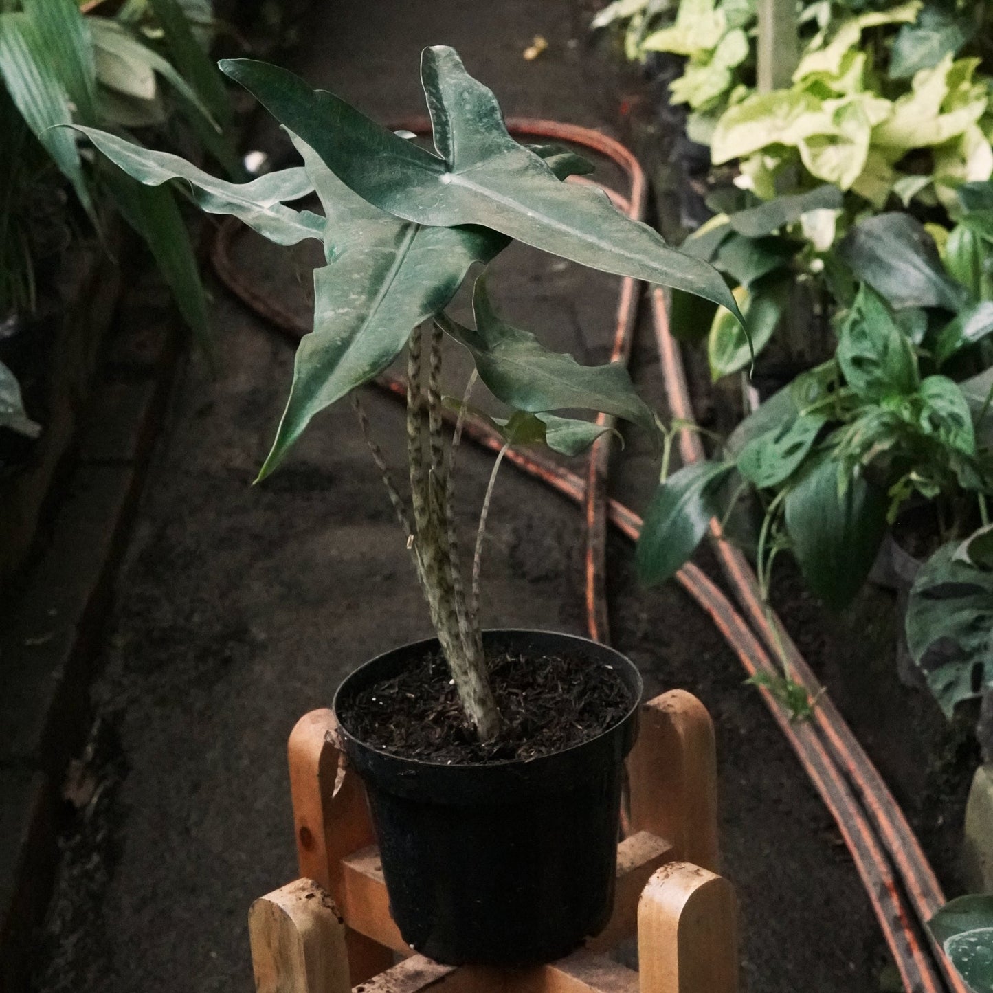 Alocasia Zebrina - Vivero Florecer