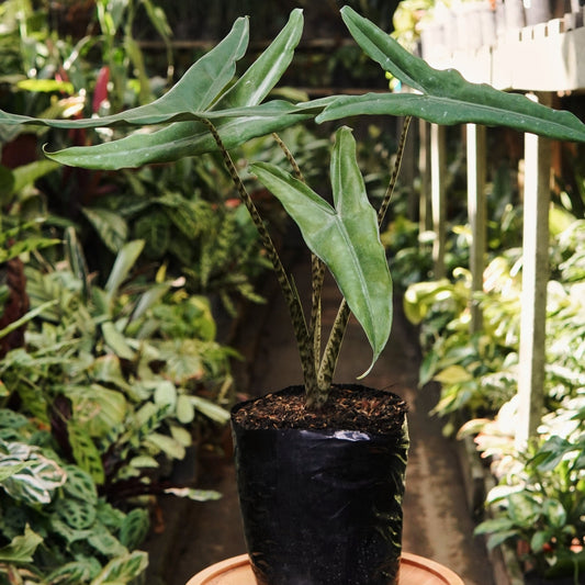 Alocasia Zebrina Grande - Vivero Florecer