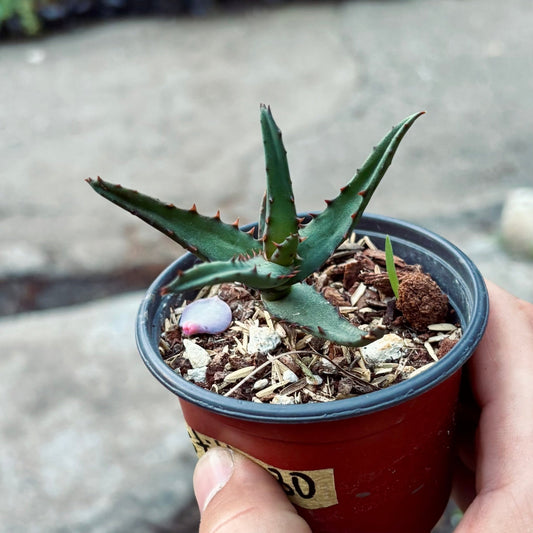 Aloe Castilloniae - Vivero Florecer
