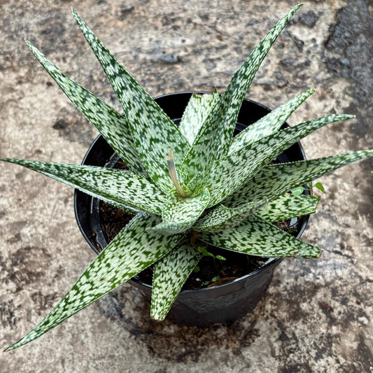 Aloe Rauhii - Vivero Florecer