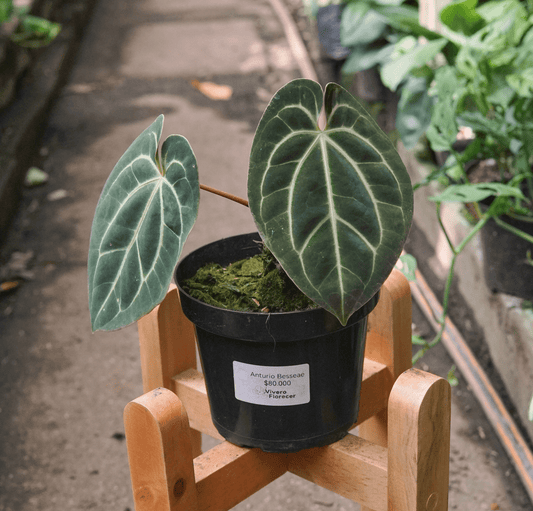 Anturio Besseae - Vivero Florecer