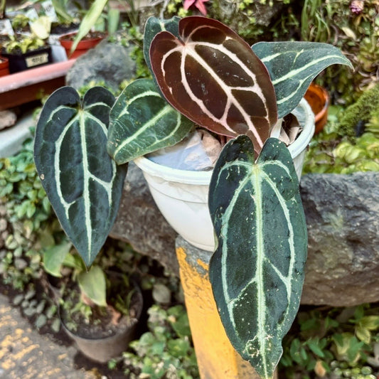 Anturio Carlablackiae - Vivero Florecer