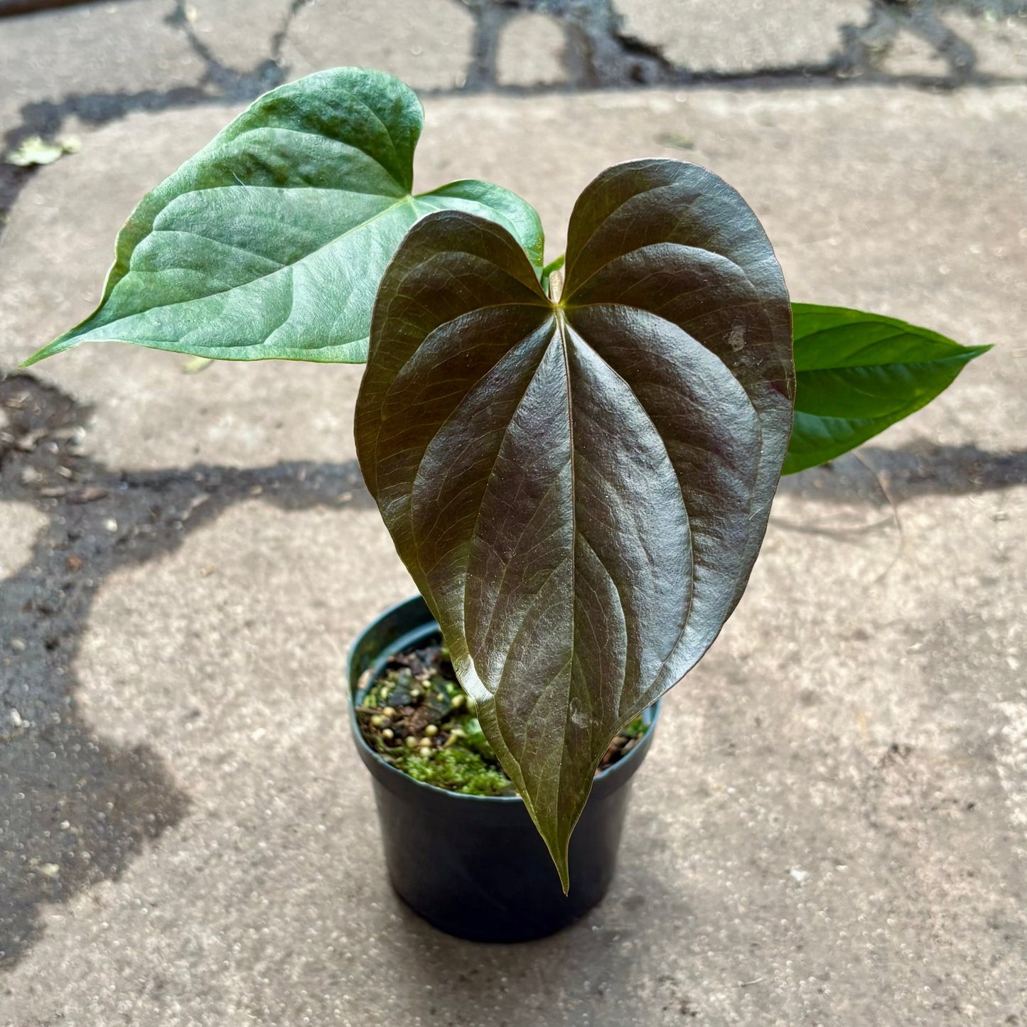 Anturio Chamberlainii “Chamber” - Vivero Florecer