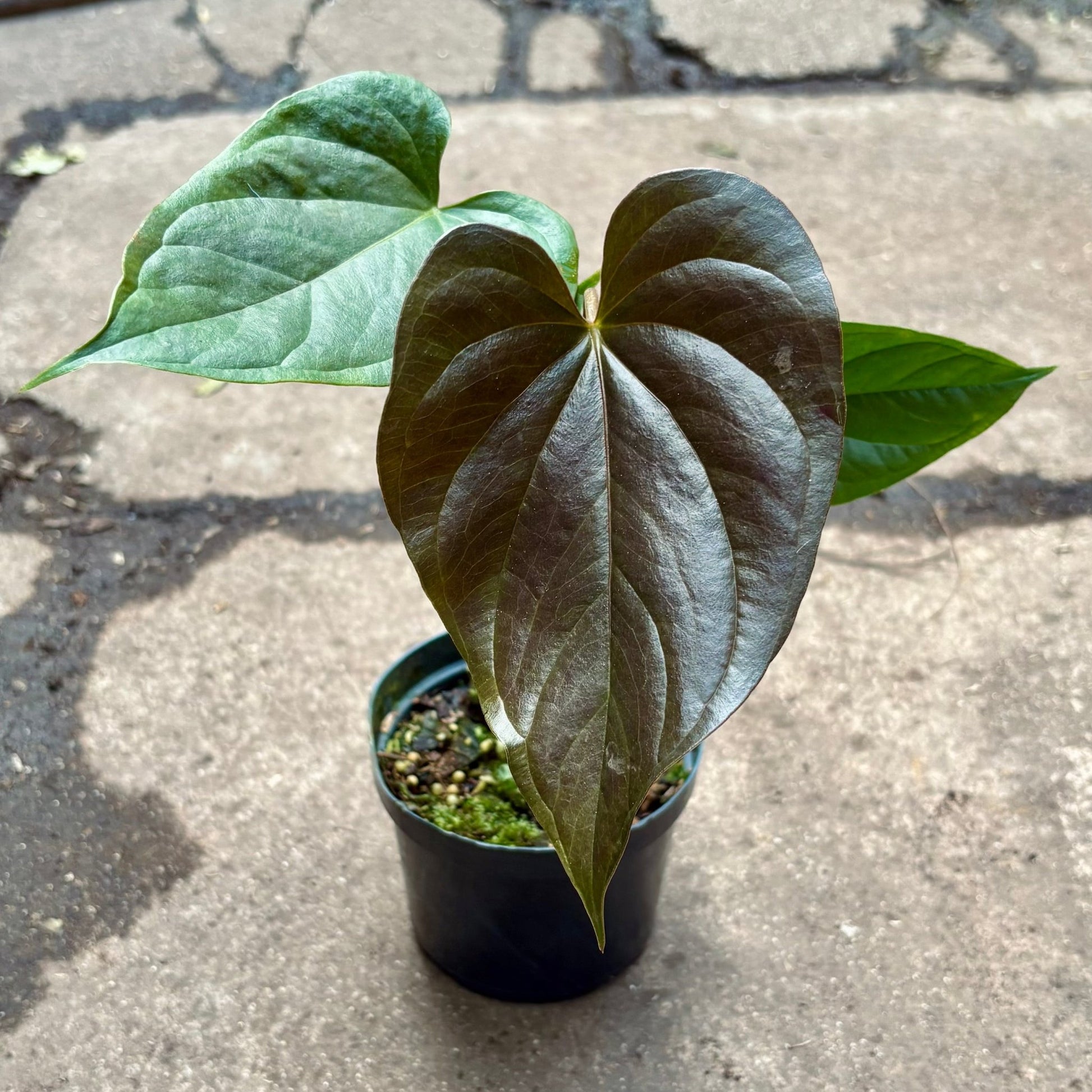 Anturio Chamberlainii “Chamber” - Vivero Florecer