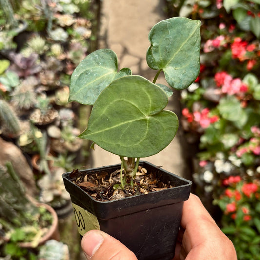 Anturio Clarinervium - Vivero Florecer